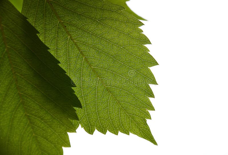 Green leaf on white background macro. Green leaf on white background macro