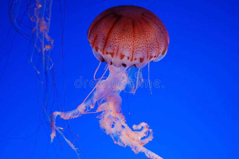 A colorful jellyfish photographed in the famous aquarium of Monterey. A colorful jellyfish photographed in the famous aquarium of Monterey