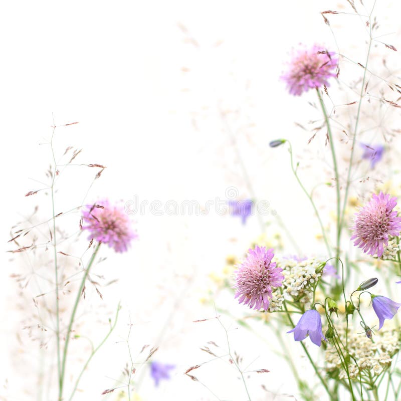 Flower frame - spring or summer background (shallow depth of field). Flower frame - spring or summer background (shallow depth of field)