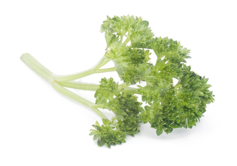 背景芹菜查出的白色 免版税库存照片