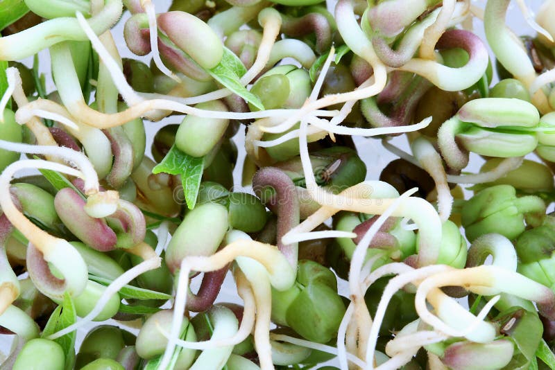 Delicious three-days old mung bean sprouts with roots and first leaves starting to grow. Delicious three-days old mung bean sprouts with roots and first leaves starting to grow.