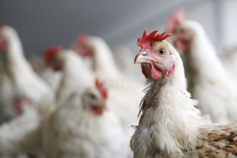 Chicken looks into the camera with others chickens in the background. Chicken looks into the camera with others chickens in the background