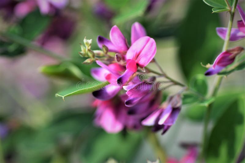 Bush clover is deciduous and pink and white flowers bloom. Bush clover is deciduous and pink and white flowers bloom.