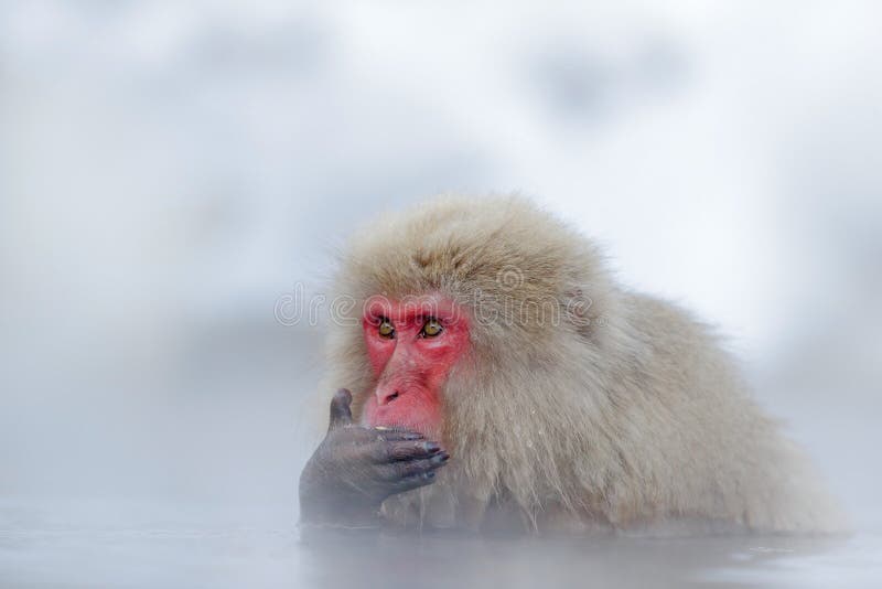 胡闹日本短尾猿、猕猴属fuscata、红脸画象在冷水与雾和雪,手在枪口,动物前面 免版税库存照片 胡闹日本短尾猿、猕猴属fuscata、红脸画象在冷水与雾和雪,手在枪口,动物前面 免版税库存照片