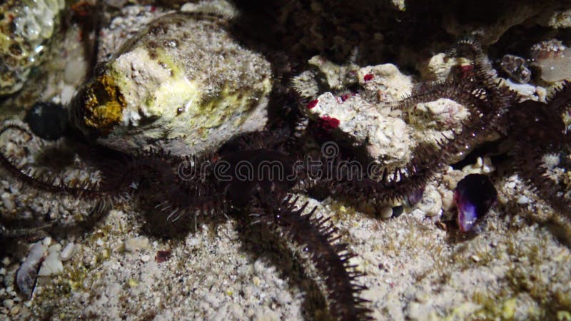 脆弱的星蛇蛇夫，在海岸附近浅水里爬行，寻找食物，Marsa Alam, Abu Dabab 股票录像
