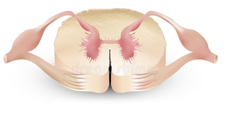 Anterior median fissure and the posterior median sulcus. Anterior median fissure and the posterior median sulcus