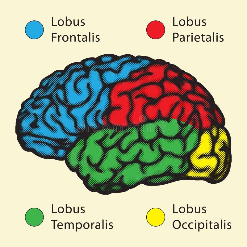 Brain, cerebral hemisphere lobes with Latin names. Brain, cerebral hemisphere lobes with Latin names