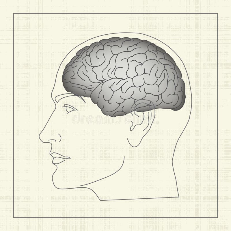 Brain, cerebral hemisphere inside human head, profile. Brain, cerebral hemisphere inside human head, profile