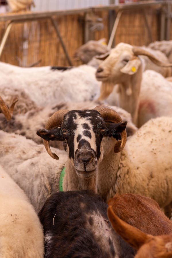 A ram with a green tag on its neck is standing in a herd of sheep. The ram is looking at the camera, and the sheep are looking away. The scene is a snapshot of a farm with a mix of animals. A ram with a green tag on its neck is standing in a herd of sheep. The ram is looking at the camera, and the sheep are looking away. The scene is a snapshot of a farm with a mix of animals