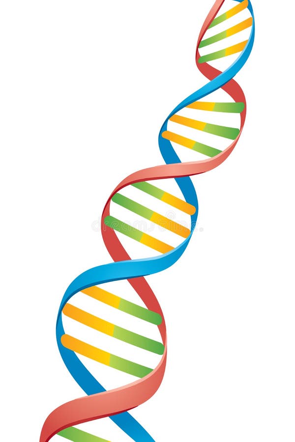 Vector illustration of a Double Helix DNA Strand. Vector illustration of a Double Helix DNA Strand.