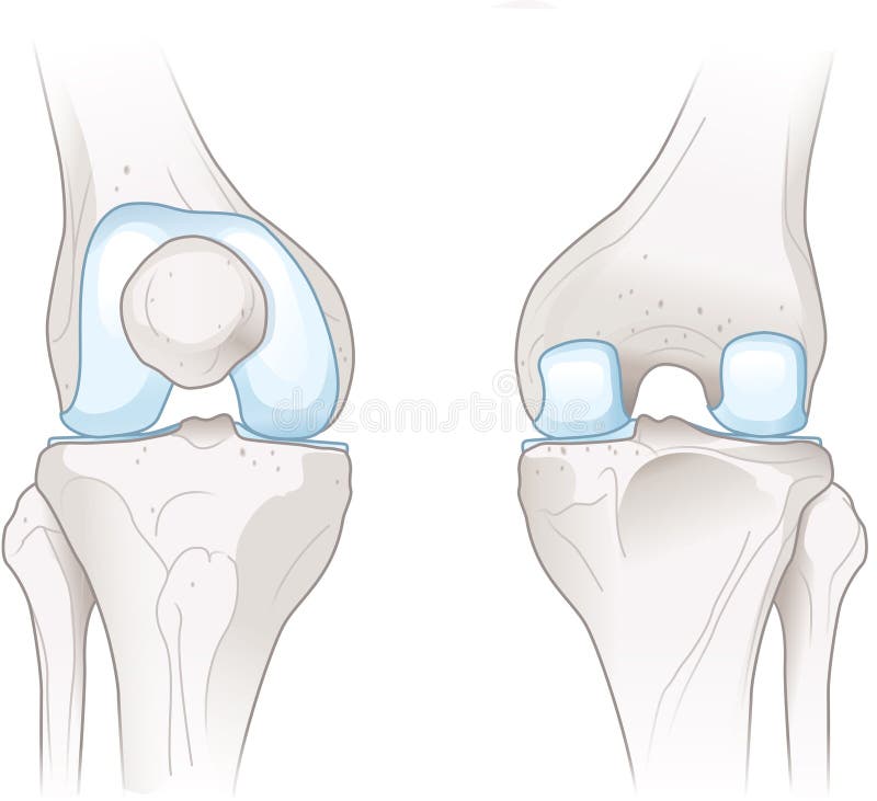 Illustration showing healthy knee joint anatomy. Illustration showing healthy knee joint anatomy