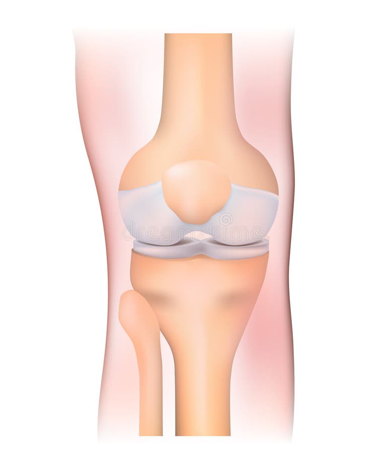 Human anatomy. knee joint on a white background. Human anatomy. knee joint on a white background