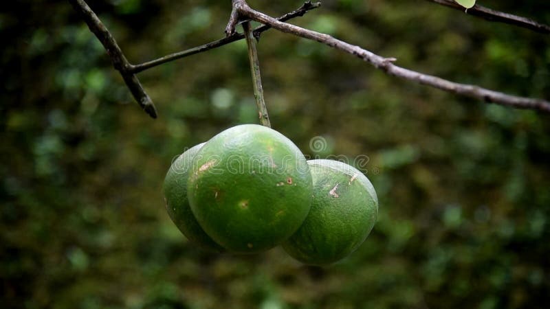 自然波克背景中突显的树上鲜生的三个柚果