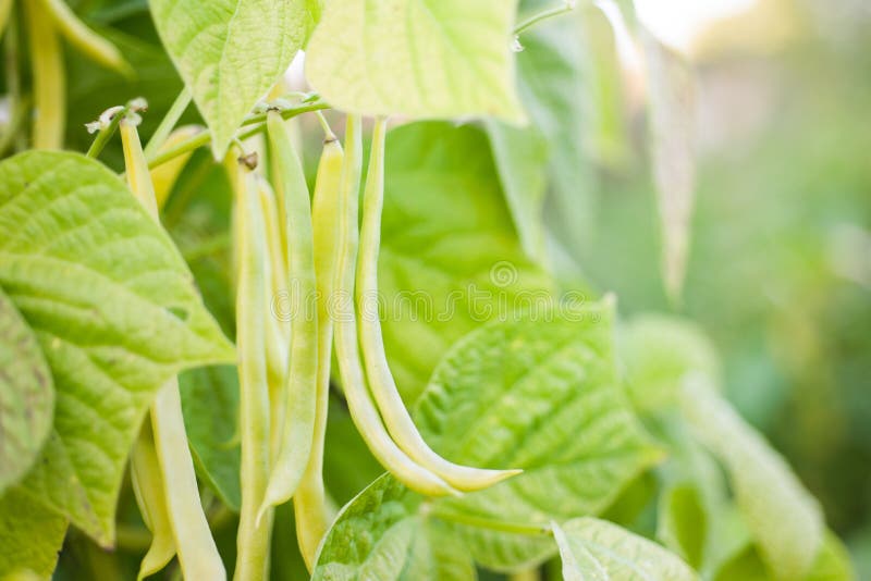 Yellow wax bean growing on vegetable bed. Yellow wax bean growing on vegetable bed