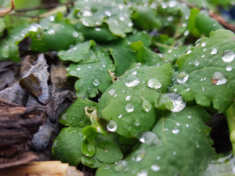 绿色叶子dewdropsGreen露水叶子下落在树的 库存图片