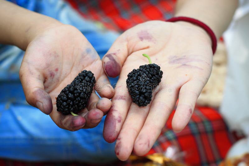 黑色桑树 库存照片