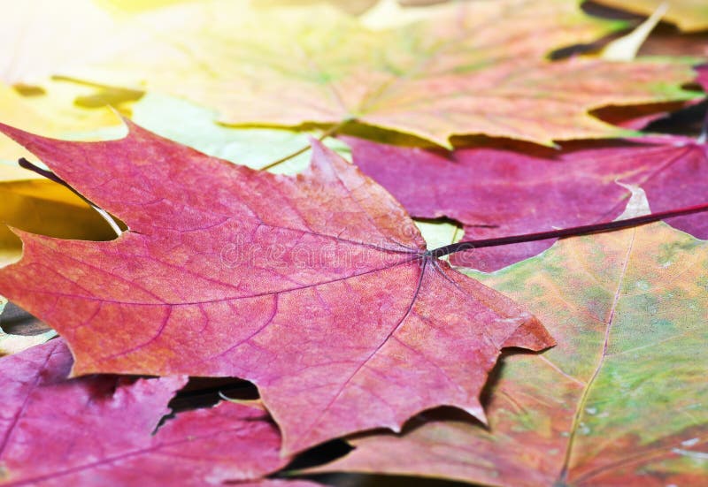 色的秋叶背景
