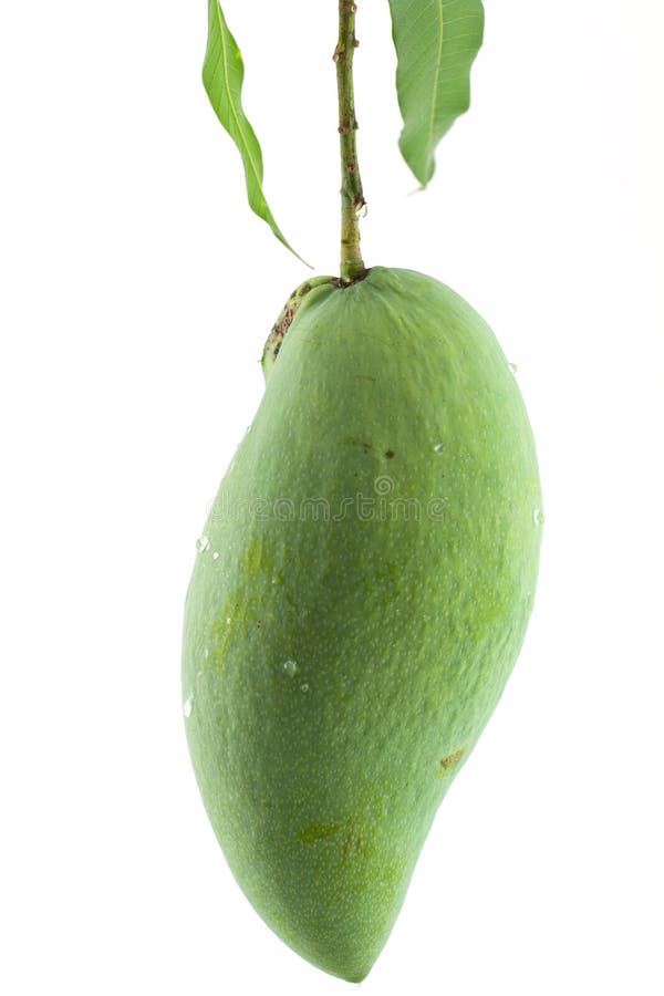 青芒果 图库摄影