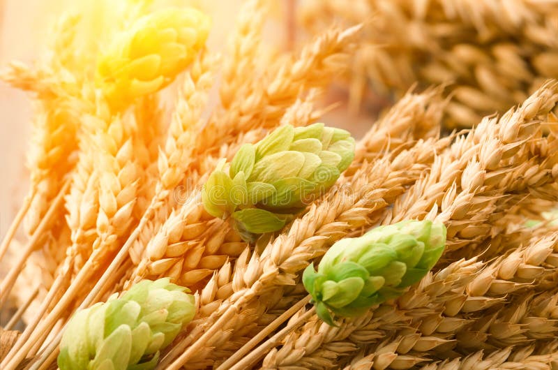 绿色蛇麻草,大麦的麦芽,耳朵和麦子五谷