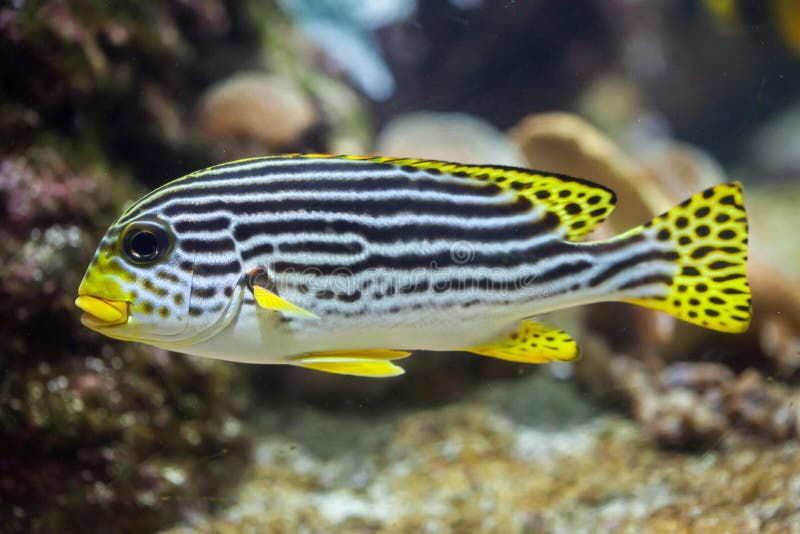 Yellow-banded sweetlips Plectorhinchus lineatus. Marine fish. Yellow-banded sweetlips Plectorhinchus lineatus. Marine fish.