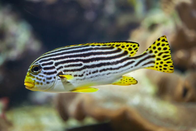 Yellow-banded sweetlips Plectorhinchus lineatus. Marine fish. Yellow-banded sweetlips Plectorhinchus lineatus. Marine fish.