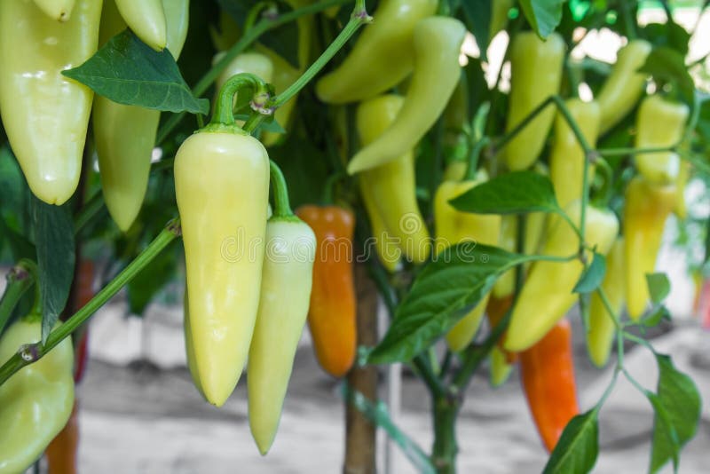 绿色辣辣椒 库存照片