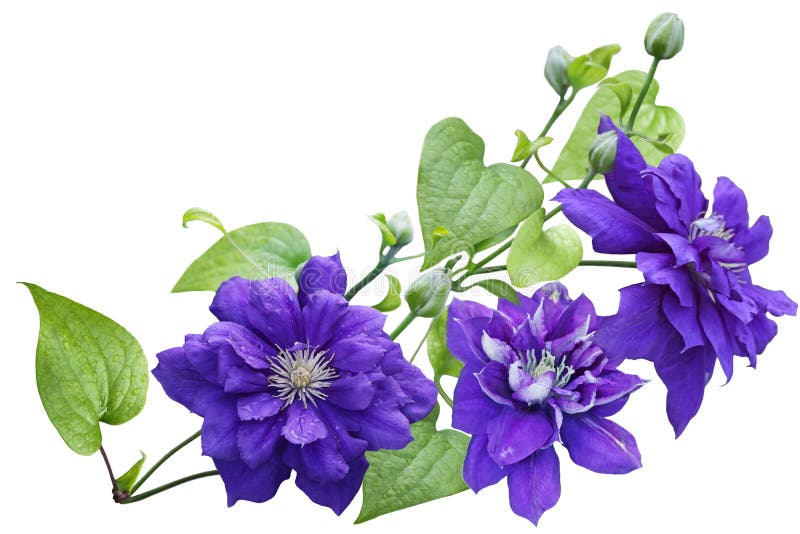 紫色铁线莲属花 库存图片