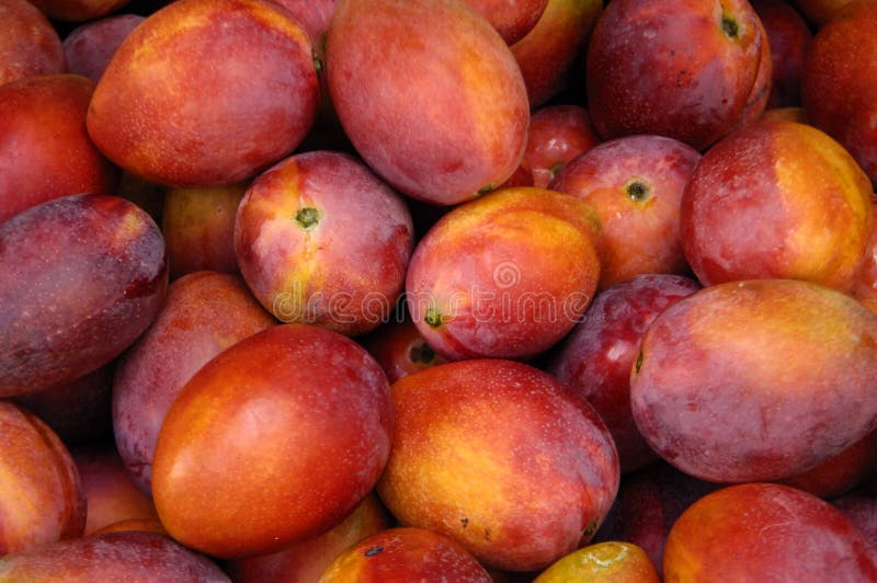 芒果 免版税库存图片