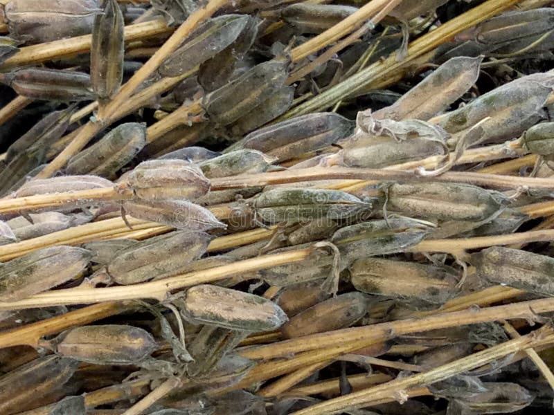 When the crop stops flowering, there are 50-60 days until combining. There are no harvest aids labeled for harvesting sesame. Swathing is no longer recommended because of lower yields and grades. The capsule is bred to open at the tip to reduce the time to harvest and allow sooner re-entry to the field after a rain. Non-dehiscence is defined as a capsule on the main stem that will retain over 65% of its seed 3 months after ready for harvest and yet will release the seed in the combine. All combine colors have successfully harvested sesame. Clean the combine before starting – wet or spoiled seed under the auger can ruin a truckload of sesame. If it rains while combining, clean out the combine before restarting. Reset your combine when moving from corn, sorghum, or wheat – sesame requires gentler handling – it is 50% oil. The concave should be as wide open as possible and then close down a bit. The cylinder speed should be as slow as possible to move the material through the combine. No one setting for a combine will work in all conditions. Be prepared to change the settings when entering new fields or even within a field. Speed is dependent on the amount of plant mass. When harvesting a good crop, the speed needs to be slow enough to allow the combine to separate the seed rather than pushing it out the back. Moisture is critical – harvest at 6% or less. The field can be brown & x28;particularly after a frost& x29; but still too green. You should be able to snap the stem instead on bending it. When entering the field, cut a representative sample and do run a moisture on the sample. When the crop stops flowering, there are 50-60 days until combining. There are no harvest aids labeled for harvesting sesame. Swathing is no longer recommended because of lower yields and grades. The capsule is bred to open at the tip to reduce the time to harvest and allow sooner re-entry to the field after a rain. Non-dehiscence is defined as a capsule on the main stem that will retain over 65% of its seed 3 months after ready for harvest and yet will release the seed in the combine. All combine colors have successfully harvested sesame. Clean the combine before starting – wet or spoiled seed under the auger can ruin a truckload of sesame. If it rains while combining, clean out the combine before restarting. Reset your combine when moving from corn, sorghum, or wheat – sesame requires gentler handling – it is 50% oil. The concave should be as wide open as possible and then close down a bit. The cylinder speed should be as slow as possible to move the material through the combine. No one setting for a combine will work in all conditions. Be prepared to change the settings when entering new fields or even within a field. Speed is dependent on the amount of plant mass. When harvesting a good crop, the speed needs to be slow enough to allow the combine to separate the seed rather than pushing it out the back. Moisture is critical – harvest at 6% or less. The field can be brown & x28;particularly after a frost& x29; but still too green. You should be able to snap the stem instead on bending it. When entering the field, cut a representative sample and do run a moisture on the sample.