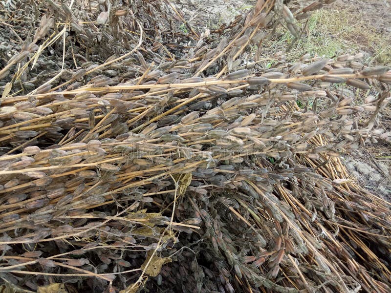 When the crop stops flowering, there are 50-60 days until combining. There are no harvest aids labeled for harvesting sesame. Swathing is no longer recommended because of lower yields and grades. The capsule is bred to open at the tip to reduce the time to harvest and allow sooner re-entry to the field after a rain. Non-dehiscence is defined as a capsule on the main stem that will retain over 65% of its seed 3 months after ready for harvest and yet will release the seed in the combine. All combine colors have successfully harvested sesame. Clean the combine before starting – wet or spoiled seed under the auger can ruin a truckload of sesame. If it rains while combining, clean out the combine before restarting. Reset your combine when moving from corn, sorghum, or wheat – sesame requires gentler handling – it is 50% oil. The concave should be as wide open as possible and then close down a bit. The cylinder speed should be as slow as possible to move the material through the combine. No one setting for a combine will work in all conditions. Be prepared to change the settings when entering new fields or even within a field. Speed is dependent on the amount of plant mass. When harvesting a good crop, the speed needs to be slow enough to allow the combine to separate the seed rather than pushing it out the back. Moisture is critical – harvest at 6% or less. The field can be brown & x28;particularly after a frost& x29; but still too green. You should be able to snap the stem instead on bending it. When entering the field, cut a representative sample and do run a moisture on the sample. When the crop stops flowering, there are 50-60 days until combining. There are no harvest aids labeled for harvesting sesame. Swathing is no longer recommended because of lower yields and grades. The capsule is bred to open at the tip to reduce the time to harvest and allow sooner re-entry to the field after a rain. Non-dehiscence is defined as a capsule on the main stem that will retain over 65% of its seed 3 months after ready for harvest and yet will release the seed in the combine. All combine colors have successfully harvested sesame. Clean the combine before starting – wet or spoiled seed under the auger can ruin a truckload of sesame. If it rains while combining, clean out the combine before restarting. Reset your combine when moving from corn, sorghum, or wheat – sesame requires gentler handling – it is 50% oil. The concave should be as wide open as possible and then close down a bit. The cylinder speed should be as slow as possible to move the material through the combine. No one setting for a combine will work in all conditions. Be prepared to change the settings when entering new fields or even within a field. Speed is dependent on the amount of plant mass. When harvesting a good crop, the speed needs to be slow enough to allow the combine to separate the seed rather than pushing it out the back. Moisture is critical – harvest at 6% or less. The field can be brown & x28;particularly after a frost& x29; but still too green. You should be able to snap the stem instead on bending it. When entering the field, cut a representative sample and do run a moisture on the sample.