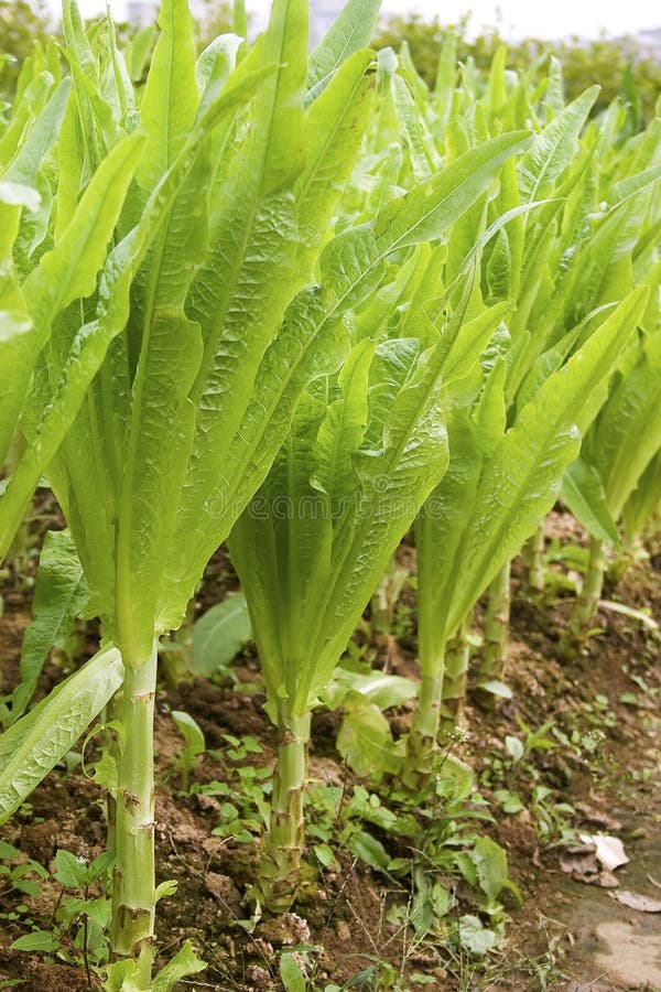 Rows of asparagus lettuce in garden. Guangxi, China. Rows of asparagus lettuce in garden. Guangxi, China.