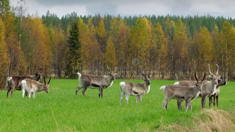芬兰拉普兰车辙季节的野鹿群