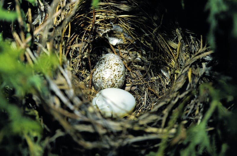芬奇巢中的燕鸟蛋21681