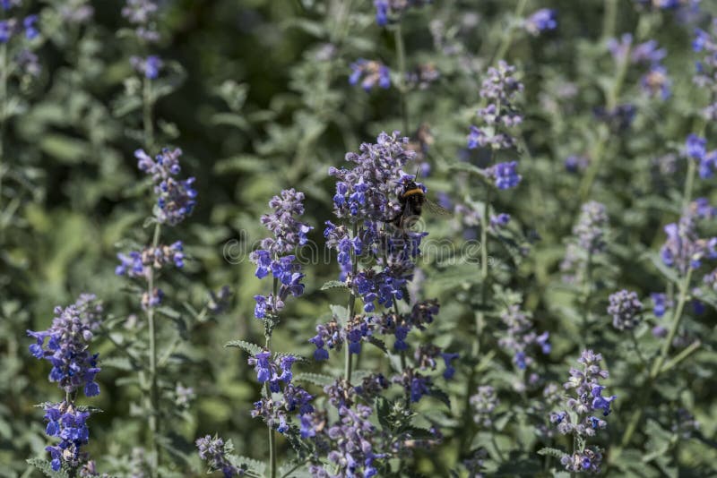 Flowers / plant: Closeup of a bumblebee on the purple flowers of Catmint, Nepeta x faassenii. A hardy perennial plant. Purple / blue flowers against a silver green leaves background. macro, color,  garden, gardening, horticulture, macro, texture. Flowers / plant: Closeup of a bumblebee on the purple flowers of Catmint, Nepeta x faassenii. A hardy perennial plant. Purple / blue flowers against a silver green leaves background. macro, color,  garden, gardening, horticulture, macro, texture