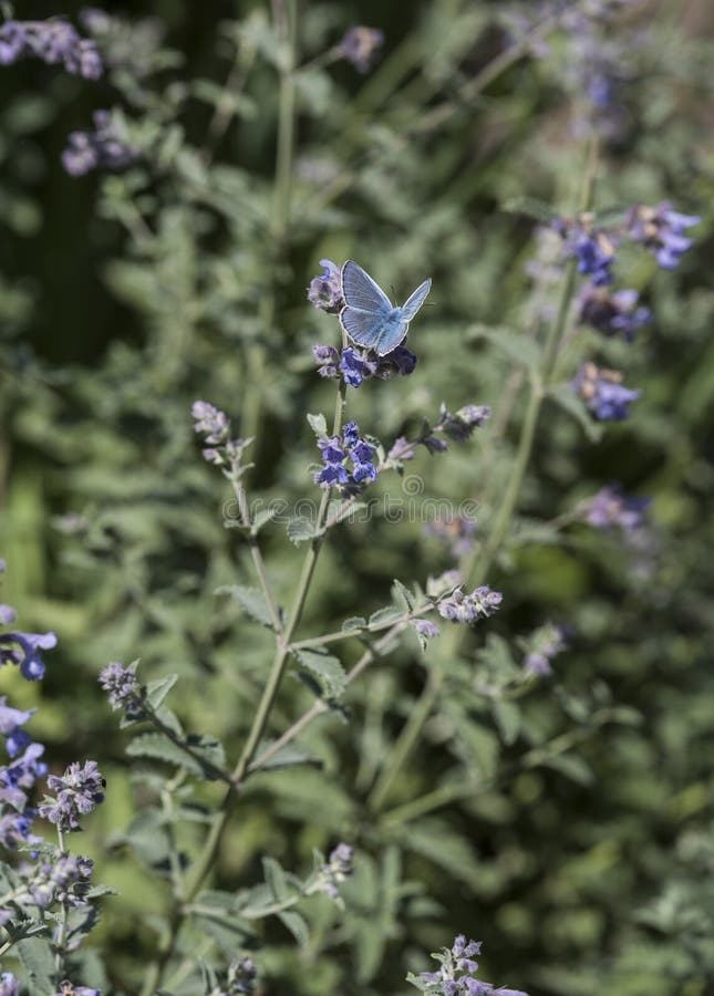 Flowers / plant: Closeup of a Common Blue butterfly, Polyommatus icarus, on the purple flowers of Catmint, Nepeta x faassenii. A hardy perennial plant. Purple / blue flowers against a silver green leaves background. macro, color,  garden, gardening, horticulture, macro, texture. Flowers / plant: Closeup of a Common Blue butterfly, Polyommatus icarus, on the purple flowers of Catmint, Nepeta x faassenii. A hardy perennial plant. Purple / blue flowers against a silver green leaves background. macro, color,  garden, gardening, horticulture, macro, texture