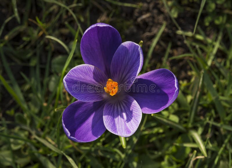 Flowers: Closeup of a bright, variegated deep purple and white crocus / crocuses with golden yellow / orange stamens in Spring with variegated, thin grass-like leaves background. Important source of nectar and pollen in early Spring for bees and other insects. macro, color, fragrance, perfume, flower, garden, gardening, horticulture, macro. Flowers: Closeup of a bright, variegated deep purple and white crocus / crocuses with golden yellow / orange stamens in Spring with variegated, thin grass-like leaves background. Important source of nectar and pollen in early Spring for bees and other insects. macro, color, fragrance, perfume, flower, garden, gardening, horticulture, macro