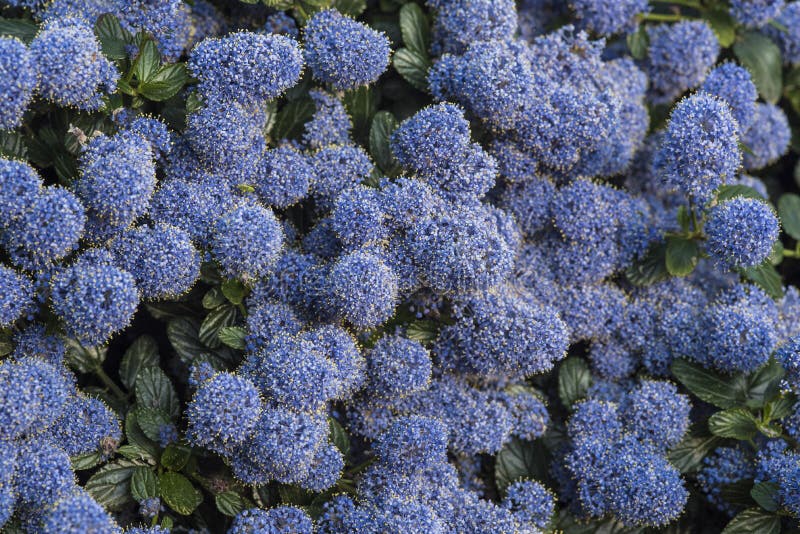 Flowers / plant: Closeup of the purple flowers of Ceanothus - American Lilacs, in early Summer. A hardy perennial shrub, should be sheltered from strong wind. Purple / blue flowers against dark, glossy green leaves background. macro, color,  garden, gardening, horticulture, macro, texture. Flowers / plant: Closeup of the purple flowers of Ceanothus - American Lilacs, in early Summer. A hardy perennial shrub, should be sheltered from strong wind. Purple / blue flowers against dark, glossy green leaves background. macro, color,  garden, gardening, horticulture, macro, texture