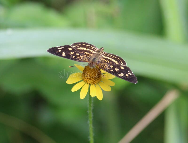 A beautiful Anthanassa tulcis neotropical species butterfly, Nymphalidae family, Melitaeini tribe. Known as the Pale-banded Crescent butterfly. Can be found in open fields from Argentina north through Central America and Mexico to South Texas. This one is feeding on an Acmella repens plant species. Observed near Petén Itzá lake not far from Maya Biosphere Reserve (MBR), Petén department, Guatemala. Population and distribution can be affected by climate change in the future. A beautiful Anthanassa tulcis neotropical species butterfly, Nymphalidae family, Melitaeini tribe. Known as the Pale-banded Crescent butterfly. Can be found in open fields from Argentina north through Central America and Mexico to South Texas. This one is feeding on an Acmella repens plant species. Observed near Petén Itzá lake not far from Maya Biosphere Reserve (MBR), Petén department, Guatemala. Population and distribution can be affected by climate change in the future.