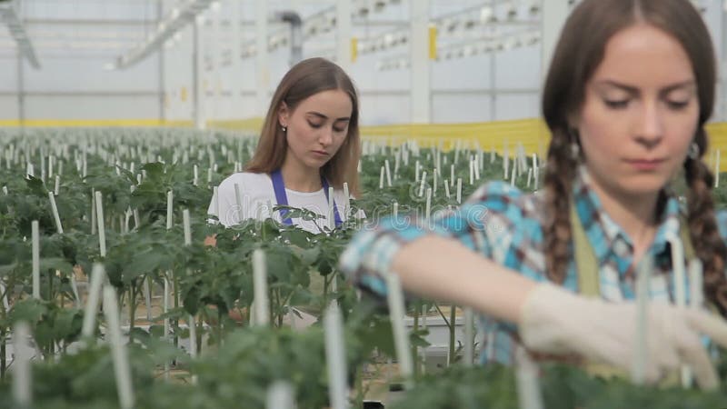 花匠喜欢植物自工业温室，寻找蕃茄