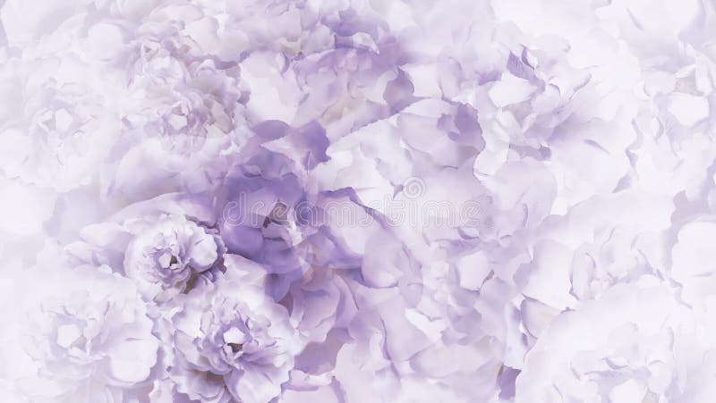 花卉紫色白的背景 紫色白的葡萄酒开花牡丹 花卉拼贴画 背景构成旋花植物空白花的郁金香 库存图片