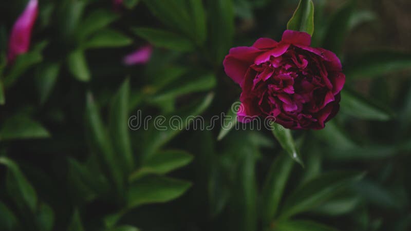 花园中模糊的天然绿色背景中绽放的紫红色牡丹花. π. 牡丹红. 春夏 库存图片