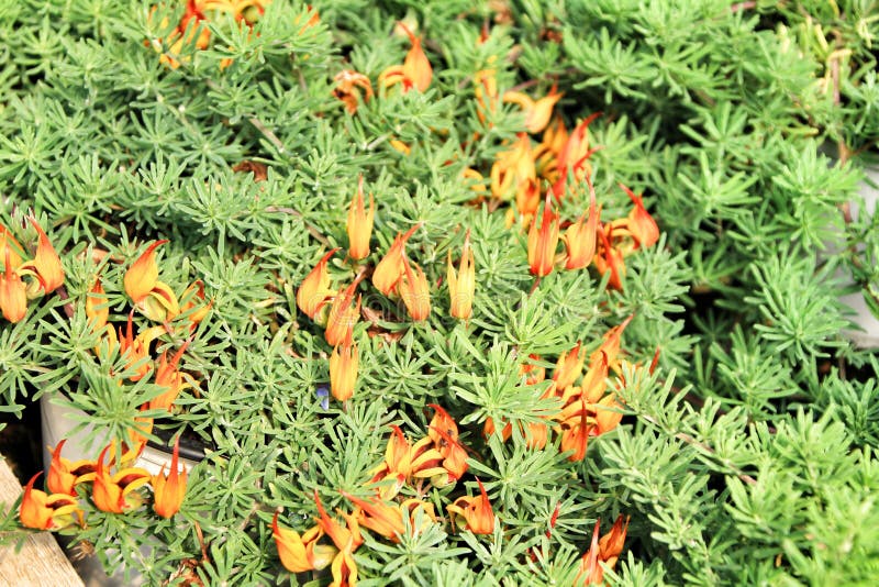 花园中的莲花植物 免版税库存图片 花园中的莲花植物 免版税库存图片
