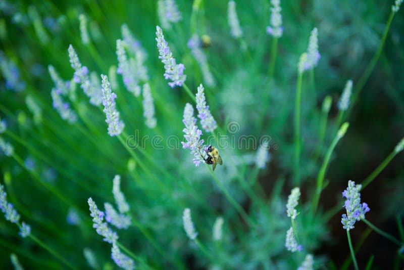 Images of flower garden lavender. Images of flower garden lavender