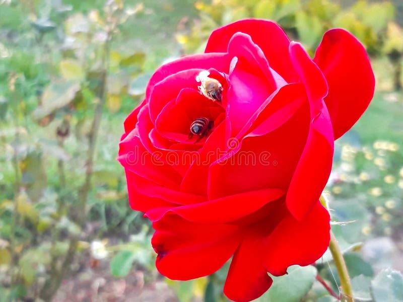 花园红玫瑰上的蜜蜂 免版税库存图片 花园红玫瑰上的蜜蜂 免版税库存图片
