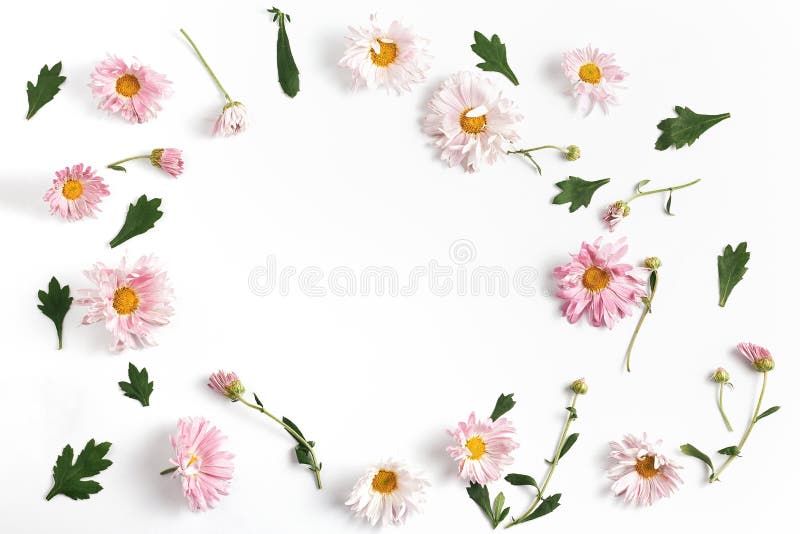 花架概念 白色背景中的粉色菊花和绿叶 平躺,顶视图 图库摄影 花架概念 白色背景中的粉色菊花和绿叶 平躺,顶视图 图库摄影