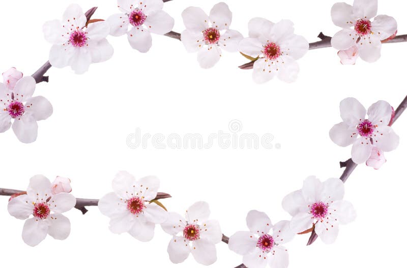 Frame spring background of pink fruit-tree flowers. Frame spring background of pink fruit-tree flowers