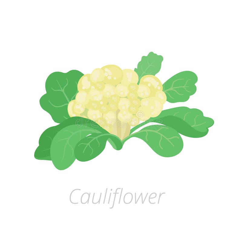 Cauliflower cabbage. Cauliflower plants biology. Brassica oleracea vector flat Illustration on white background. Cauliflower cabbage. Cauliflower plants biology. Brassica oleracea vector flat Illustration on white background