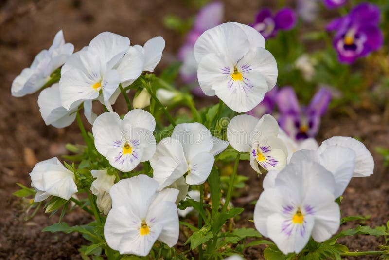 花白堇菜 免版税库存照片