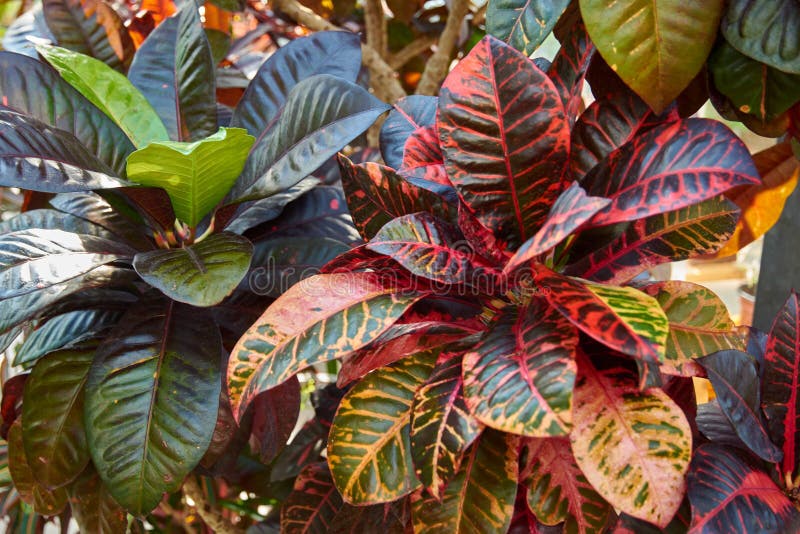 Codiaeum variegatum, Croton, plant with colorful ornamental foliage. Deciduous plant in the botanical garden. Codiaeum variegatum, Croton, plant with colorful ornamental foliage. Deciduous plant in the botanical garden