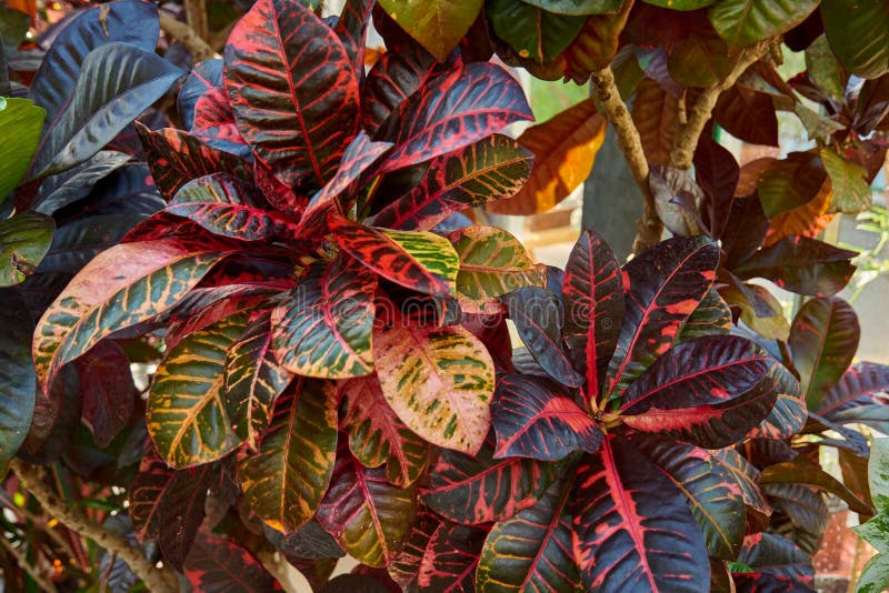 Codiaeum variegatum, Croton, plant with colorful ornamental foliage. Deciduous plant in the botanical garden. Codiaeum variegatum, Croton, plant with colorful ornamental foliage. Deciduous plant in the botanical garden